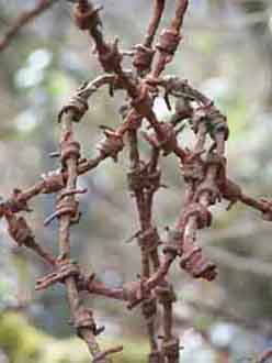 Photo d'un vieux barbel